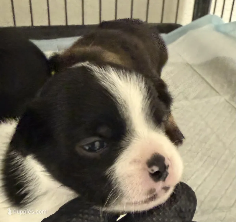 Apple head chihuahuas. Teacup  – Chihuahua puppy for sale in Oklahoma City, OK