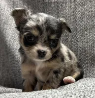 Female merle , a female Chihuahua for sale in Oklahoma City, OK – Photo 2 of 2