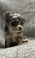 Female merle , a female Chihuahua for sale in Oklahoma City, OK – Photo 1 of 2