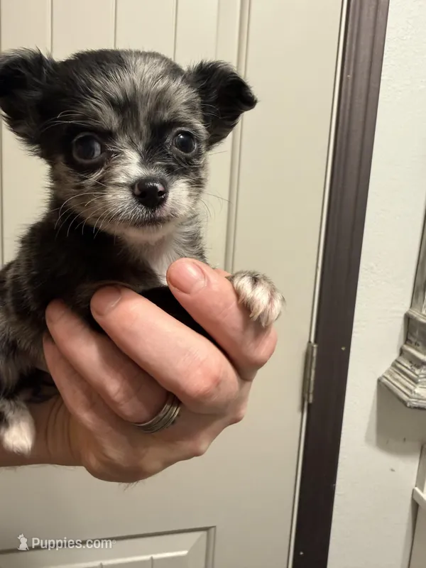 Patch – Chihuahua puppy for sale in Oklahoma City, OK