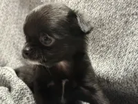 Tiny Male, a male Chihuahua for sale in Oklahoma City, OK – Photo 2 of 2