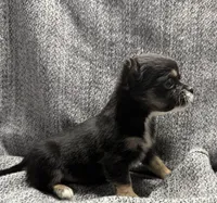 Tiny female , a female Chihuahua for sale in Oklahoma City, OK – Photo 2 of 2