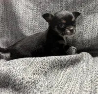 Tiny female , a female Chihuahua for sale in Oklahoma City, OK – Photo 1 of 2