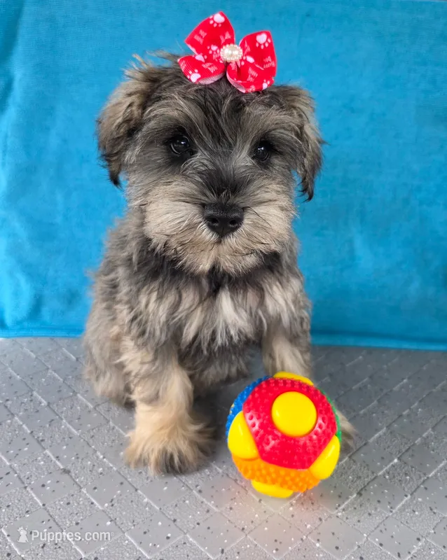 Amelia – Miniature Schnauzer puppy for sale in Carbondale, IL