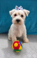 Ranger, a male Miniature Schnauzer for sale in Carbondale, IL – 2 of 4
