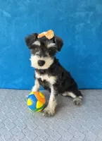Pebbles, a female Miniature Schnauzer for sale in Carbondale, IL – 4 of 8