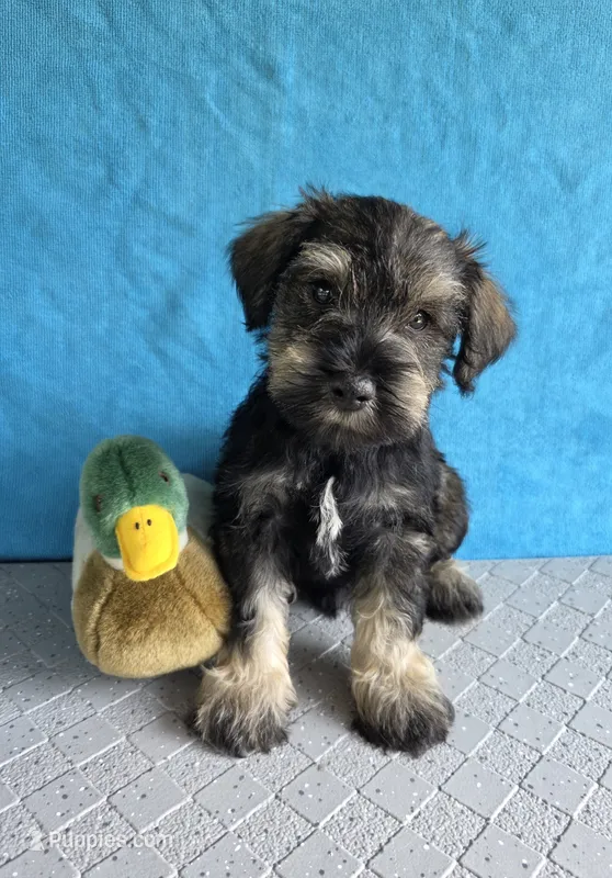 Buddy – Miniature Schnauzer puppy for sale in Carbondale, IL
