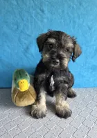Buddy, a male Miniature Schnauzer for sale in Carbondale, IL – 3 of 3