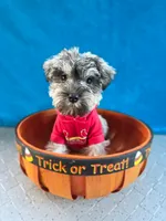 Marley, a male Miniature Schnauzer for sale in Carbondale, IL – 2 of 6