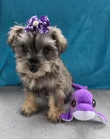 Amelia, a female Miniature Schnauzer for sale in Carbondale, IL – 2 of 3