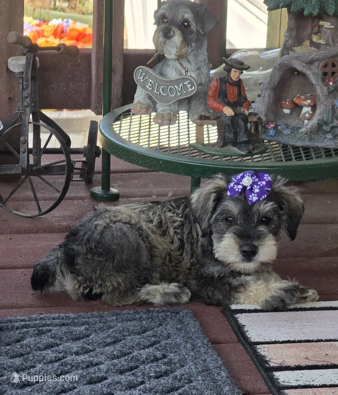 Alice – Miniature Schnauzer puppy for sale in Carbondale, IL