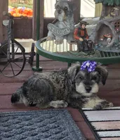 Alice, a female Miniature Schnauzer for sale in Carbondale, IL – 1 of 4