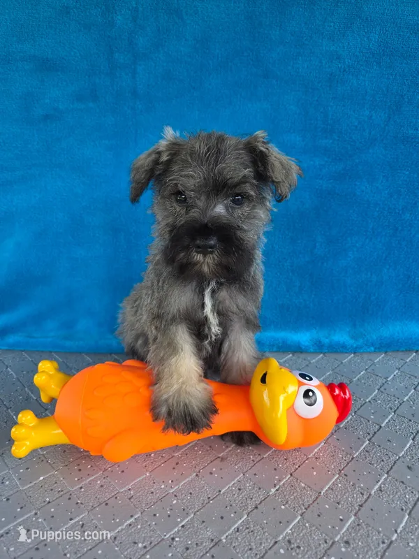 Braxton – Miniature Schnauzer puppy for sale in Carbondale, IL