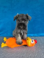Braxton, a male Miniature Schnauzer for sale in Carbondale, IL – 2 of 4
