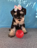 Trooper, a male Miniature Schnauzer for sale in Carbondale, IL – 3 of 3
