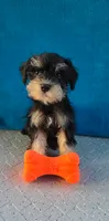 Loki, a male Miniature Schnauzer for sale in Carbondale, IL – 2 of 3