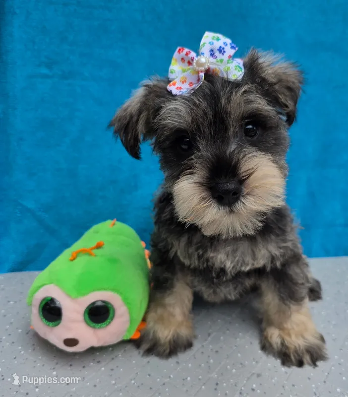 Shadow – Miniature Schnauzer puppy for sale in Carbondale, IL