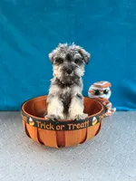 Marley, a male Miniature Schnauzer for sale in Carbondale, IL – 4 of 6