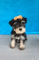 Sage, a female Miniature Schnauzer for sale in Carbondale, IL – 3 of 6