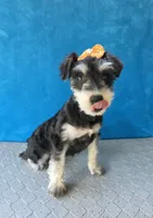 Pebbles, a female Miniature Schnauzer for sale in Carbondale, IL – 8 of 8