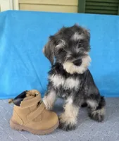Remy, a male Miniature Schnauzer for sale in Carbondale, IL – 2 of 5