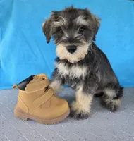 Remy, a male Miniature Schnauzer for sale in Carbondale, IL – 4 of 5