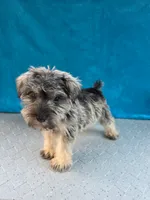 Marley, a male Miniature Schnauzer for sale in Carbondale, IL – 6 of 6