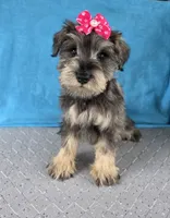 Olivia, a female Miniature Schnauzer for sale in Carbondale, IL – 2 of 3