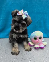 Octavia, a female Miniature Schnauzer for sale in Carbondale, IL – 2 of 4