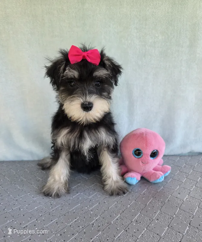 Sage – Miniature Schnauzer puppy for sale in Carbondale, IL