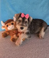 Emily, a female Miniature Schnauzer for sale in Carbondale, IL – 2 of 7