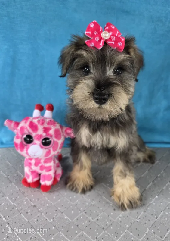 Olivia – Miniature Schnauzer puppy for sale in Carbondale, IL