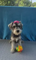 Suzie, a female Miniature Schnauzer for sale in Carbondale, IL – 4 of 5