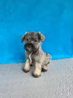 Braxton, a male Miniature Schnauzer for sale in Carbondale, IL – 4 of 4