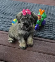 Mae, a female Miniature Schnauzer for sale in Carbondale, IL – 3 of 5