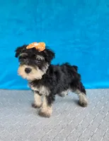 Sage, a female Miniature Schnauzer for sale in Carbondale, IL – 2 of 6