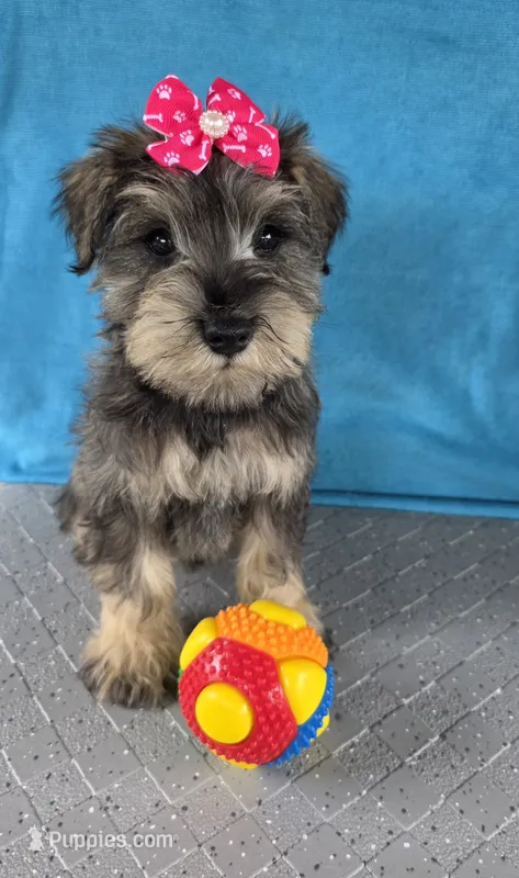 Olivia – Miniature Schnauzer puppy for sale in Carbondale, IL