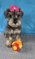 Olivia, a female Miniature Schnauzer for sale in Carbondale, IL – 3 of 3