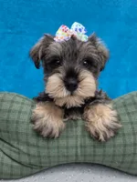 Shadow, a male Miniature Schnauzer for sale in Carbondale, IL – 2 of 4