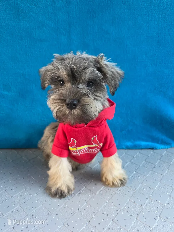 Marley – Miniature Schnauzer puppy for sale in Carbondale, IL