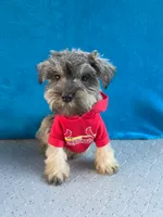 Marley, a male Miniature Schnauzer for sale in Carbondale, IL – 1 of 6