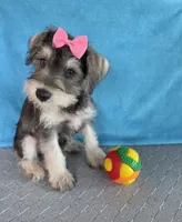 Emily, a female Miniature Schnauzer for sale in Carbondale, IL – 6 of 7