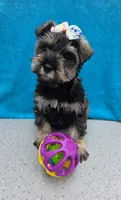 Octavia, a female Miniature Schnauzer for sale in Carbondale, IL – 3 of 4