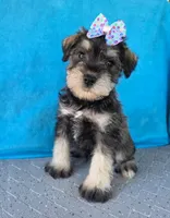 Tucker, a male Miniature Schnauzer for sale in Carbondale, IL – 2 of 4