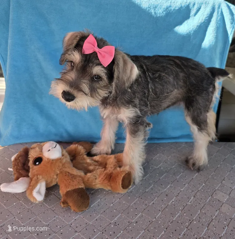 Emily – Miniature Schnauzer puppy for sale in Carbondale, IL