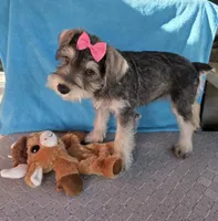 Emily, a female Miniature Schnauzer for sale in Carbondale, IL – 1 of 7