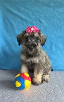 Mae, a female Miniature Schnauzer for sale in Carbondale, IL – 4 of 5