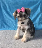 Emily, a female Miniature Schnauzer for sale in Carbondale, IL – 4 of 7