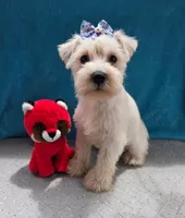 Ranger, a male Miniature Schnauzer for sale in Carbondale, IL – 4 of 4