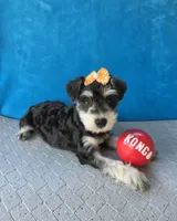 Pebbles, a female Miniature Schnauzer for sale in Carbondale, IL – 6 of 8